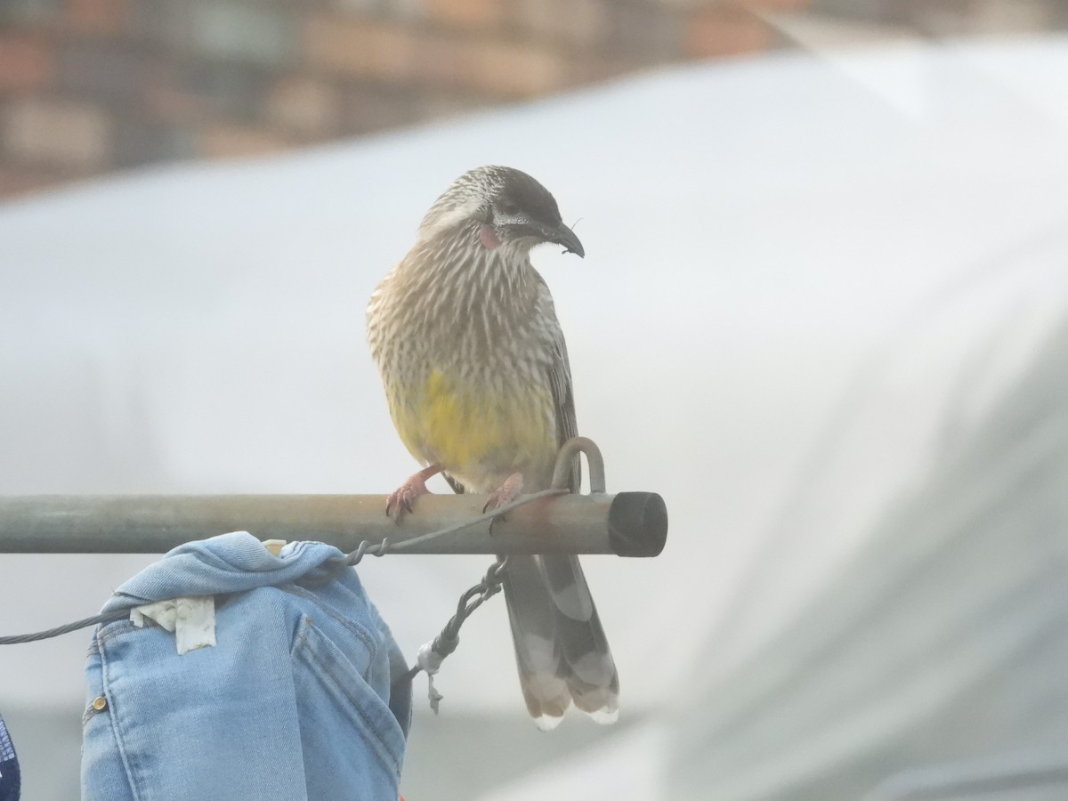 Red Wattlebird - ML642053387