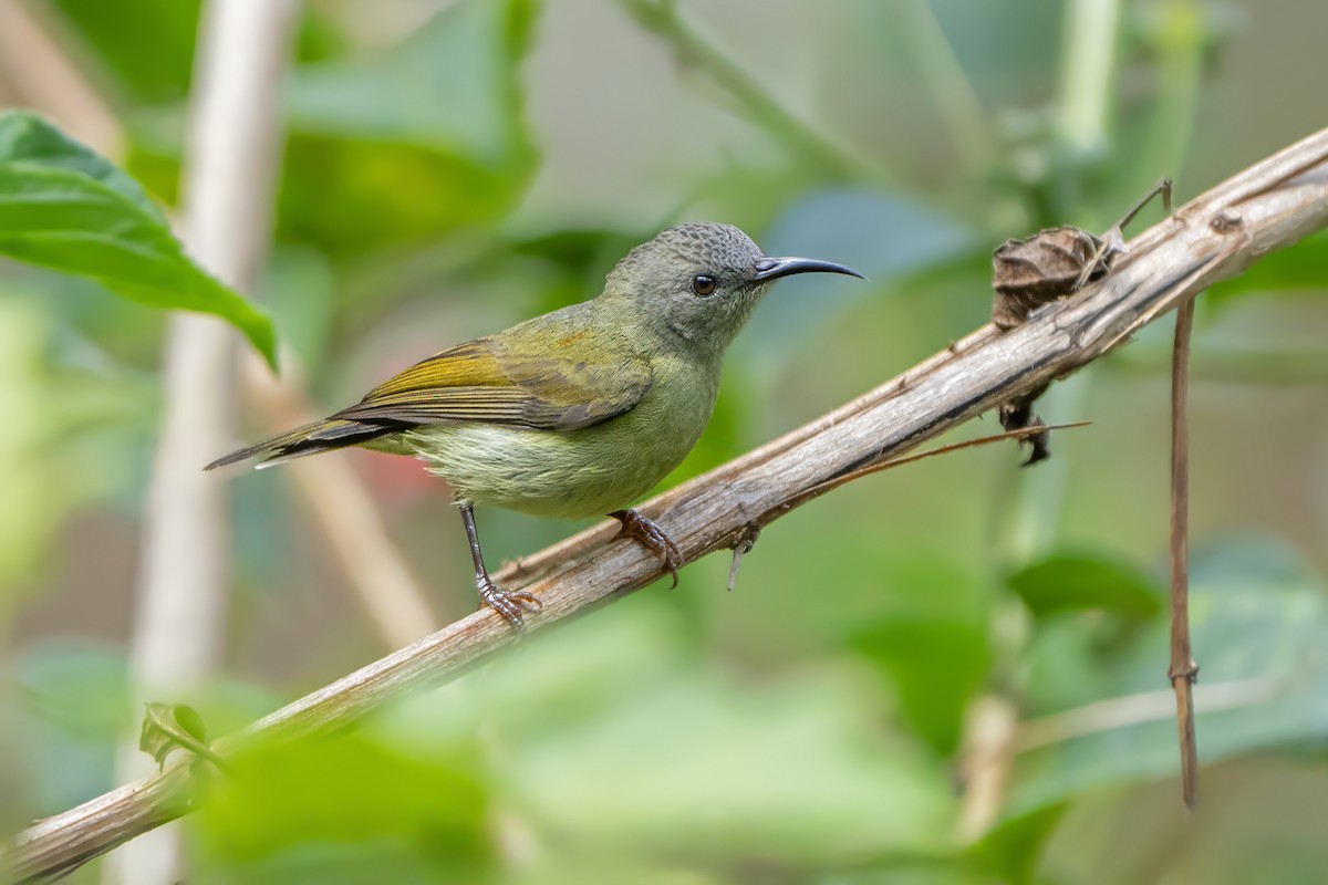 Black-throated Sunbird (Dalat) - ML642053388