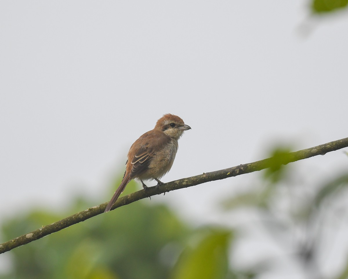 Brown Shrike - ML642053389