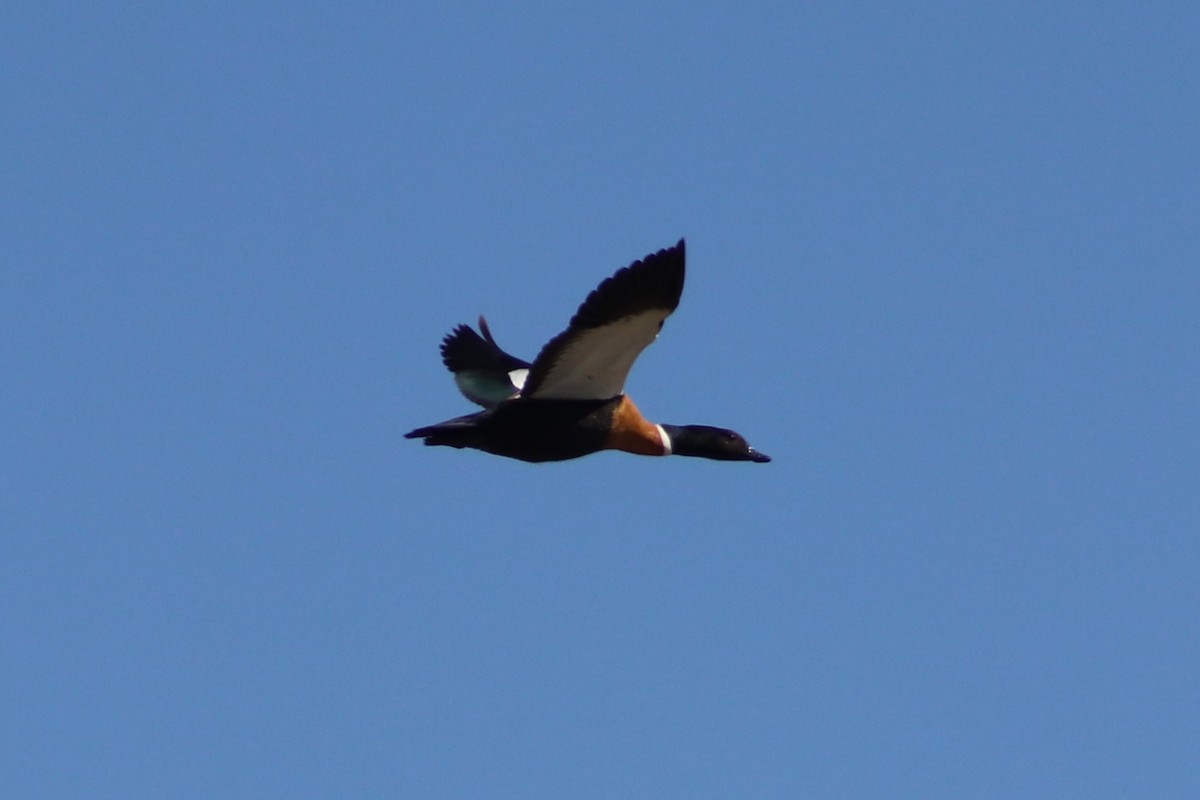 Australian Shelduck - ML642053390