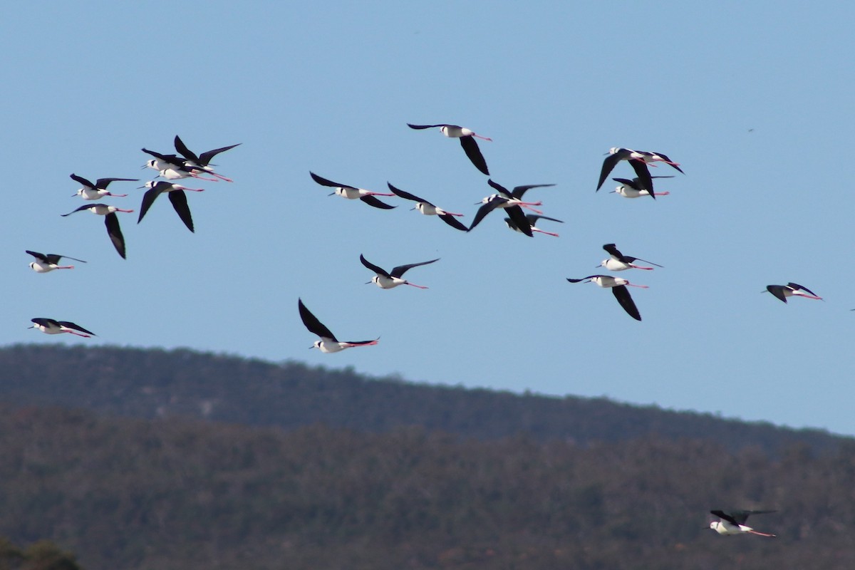 Pied Stilt - ML642053393