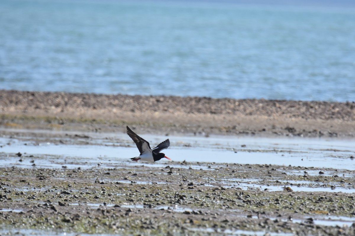 Pied Oystercatcher - ML642053412