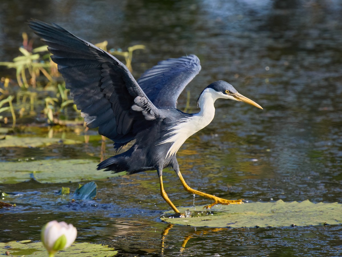 Pied Heron - ML642053418