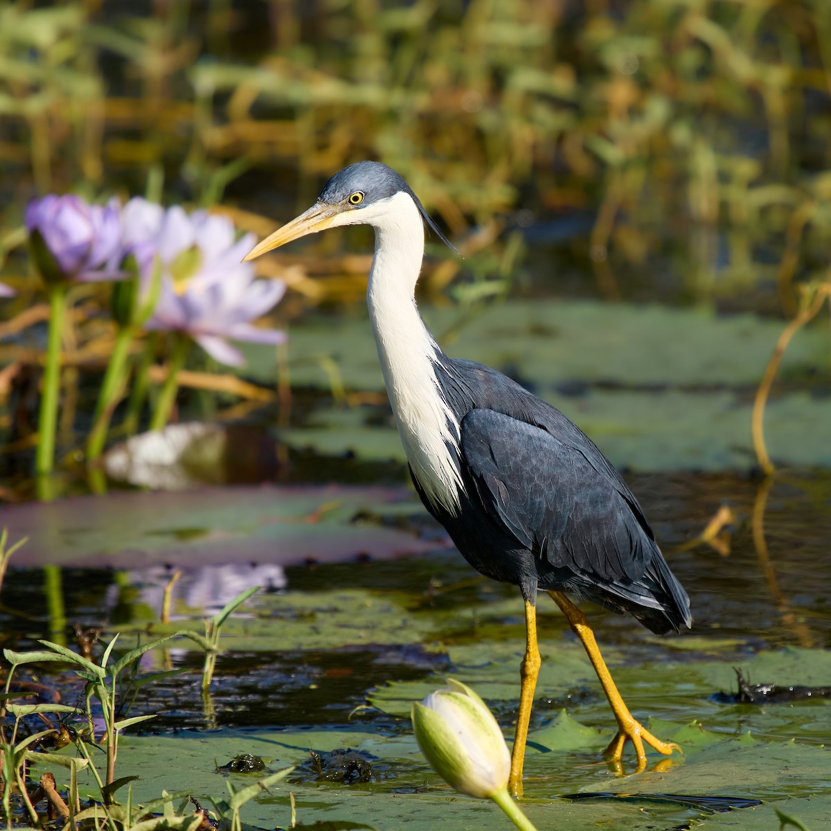 Pied Heron - ML642053419