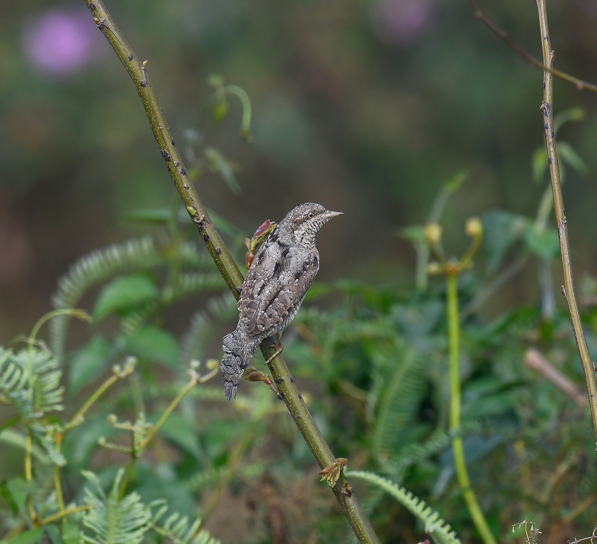 Eurasian Wryneck - ML642053420