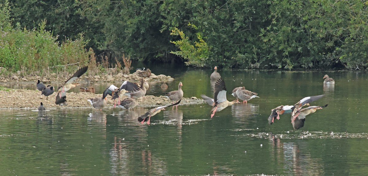 Egyptian Goose - ML642053425