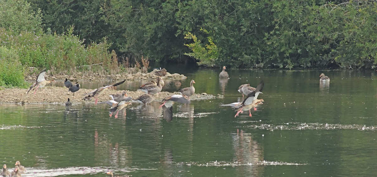 Egyptian Goose - ML642053426