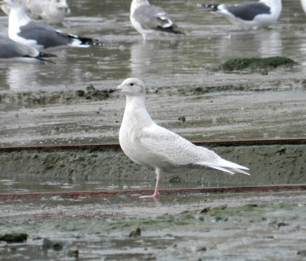 Iceland Gull - ML642053427