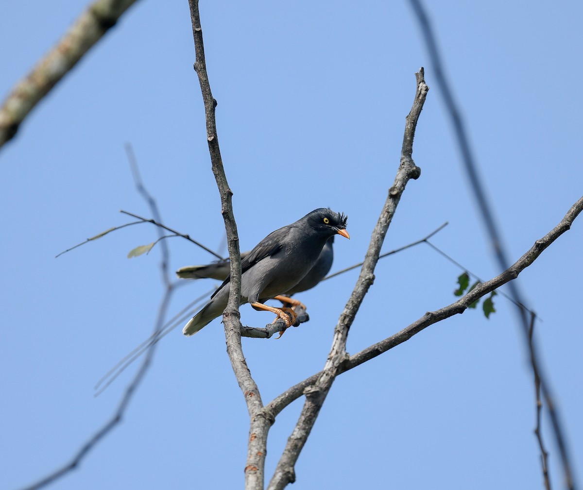 Jungle Myna - ML642053429