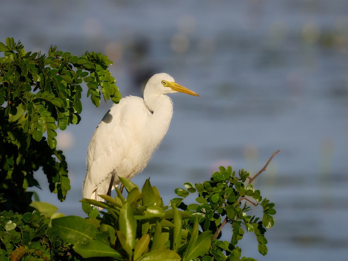 Plumed Egret - ML642053441
