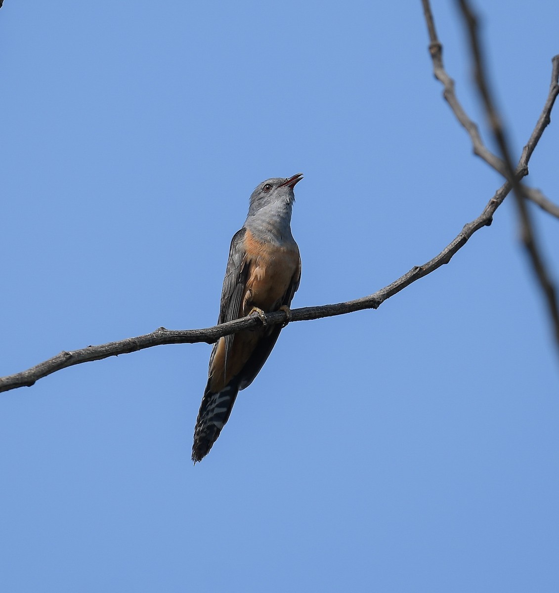 Plaintive Cuckoo - ML642053442