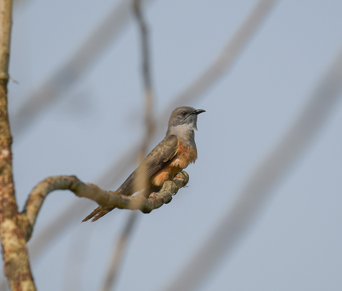 Plaintive Cuckoo - ML642053443