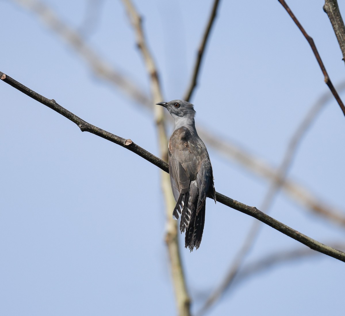 Plaintive Cuckoo - ML642053444