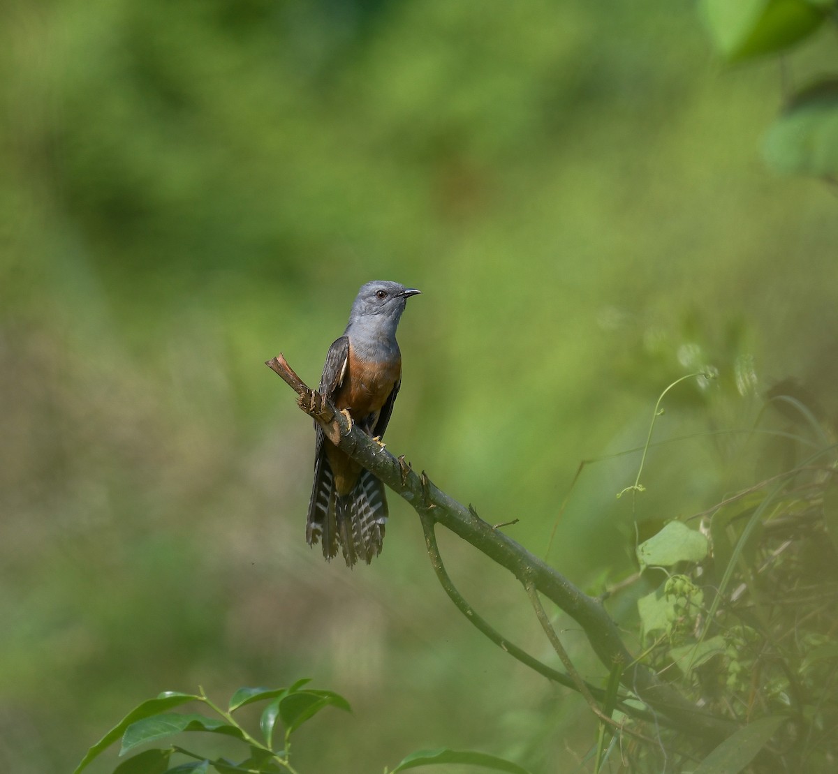 Plaintive Cuckoo - ML642053445