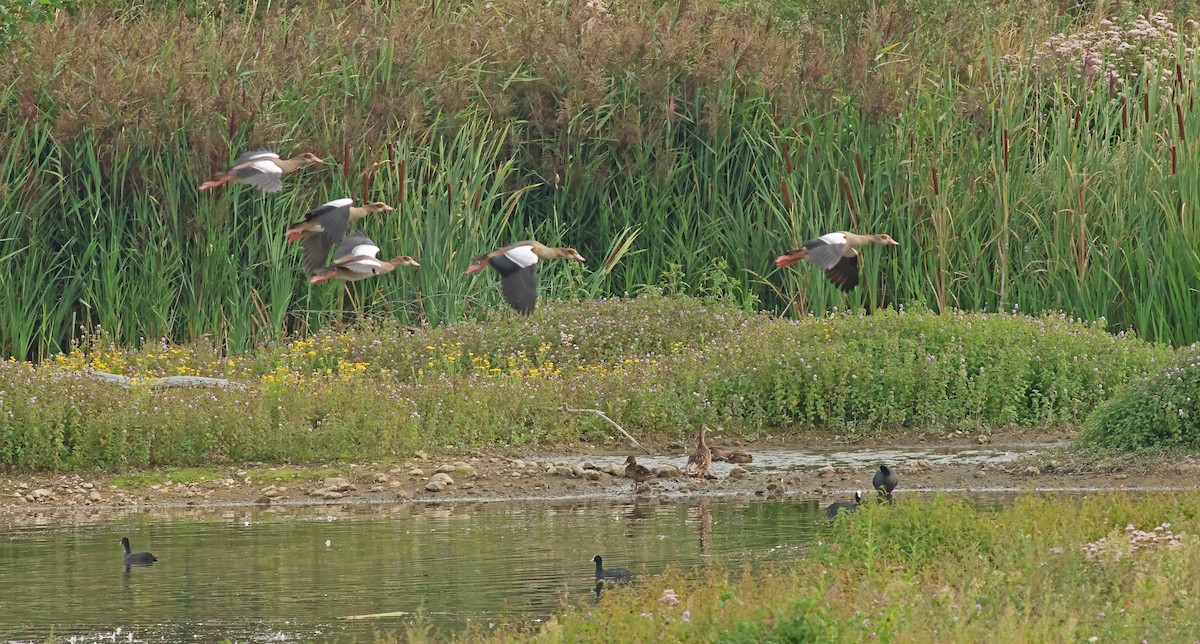 Egyptian Goose - ML642053447