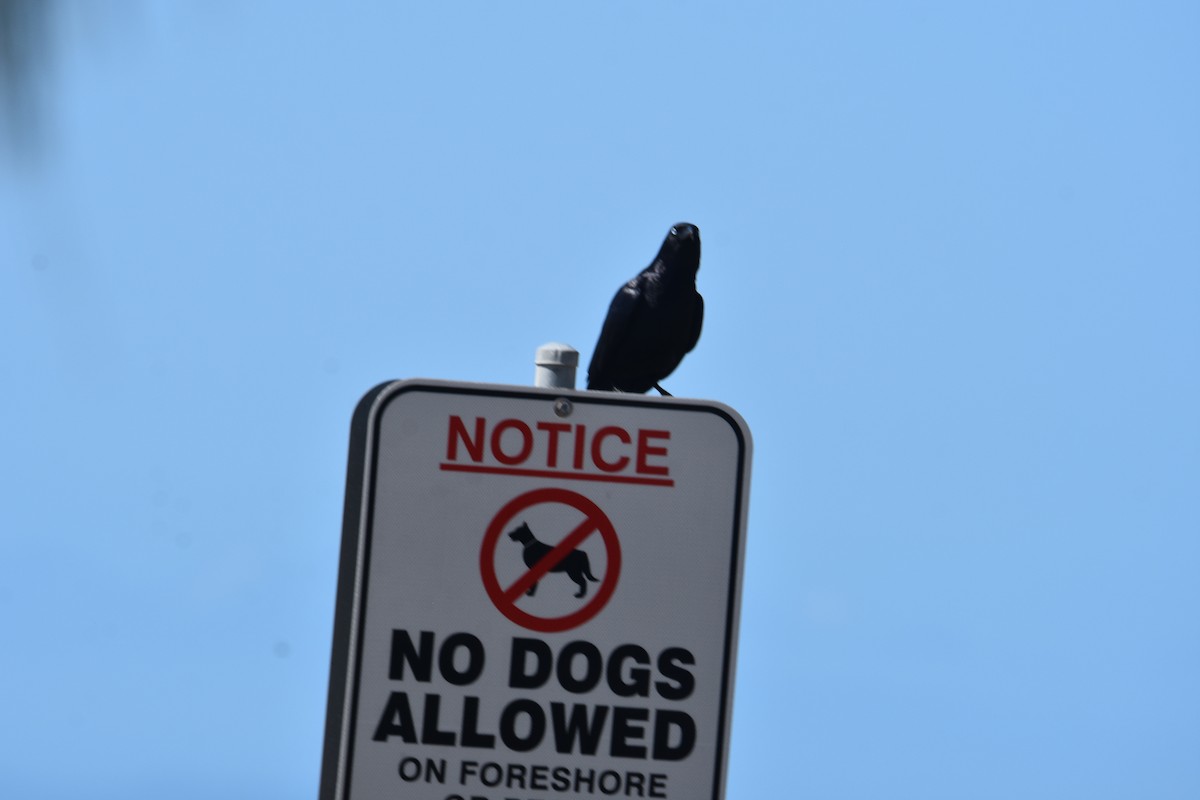 Torresian Crow - ML642053448