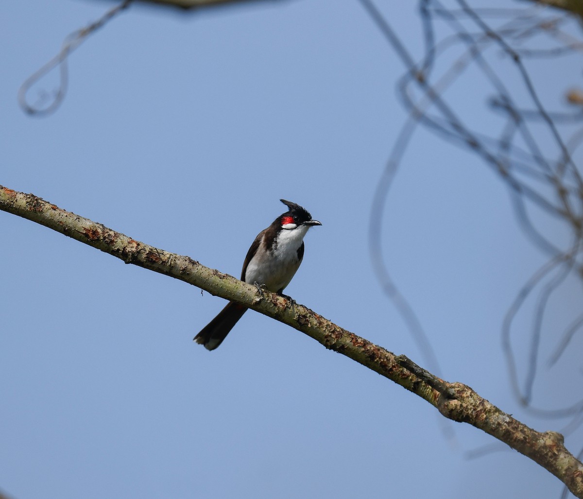 Red-whiskered Bulbul - ML642053450