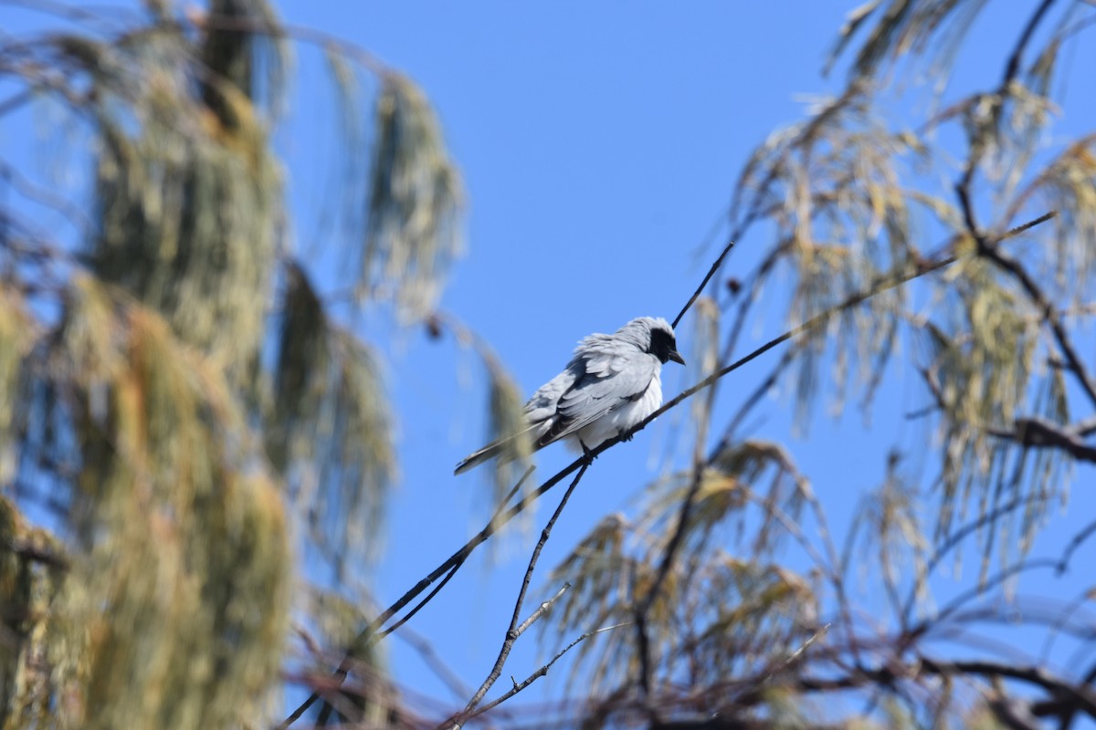 Black-faced Cuckooshrike - ML642053457