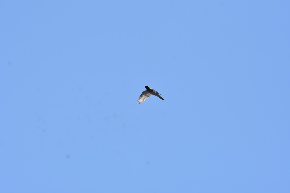 Black-faced Cuckooshrike - ML642053458