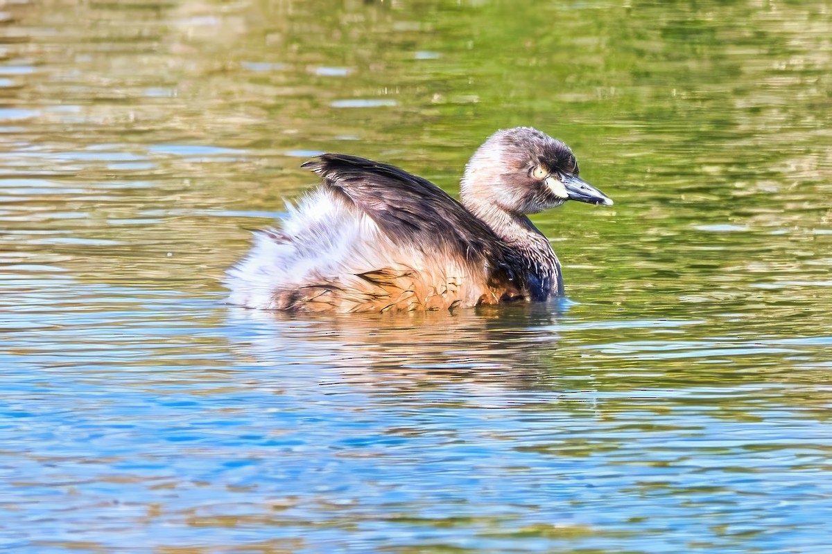 Australasian Grebe - ML642053459