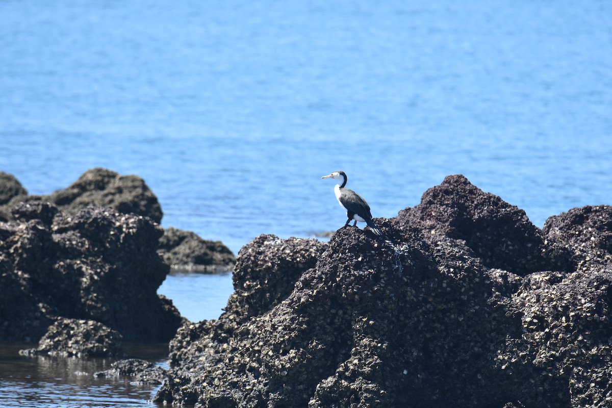 Pied Cormorant - ML642053460