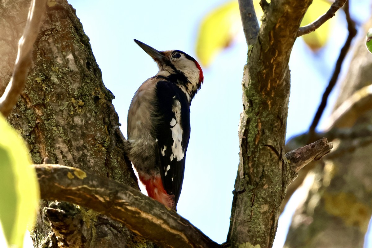 Syrian Woodpecker - ML642053461