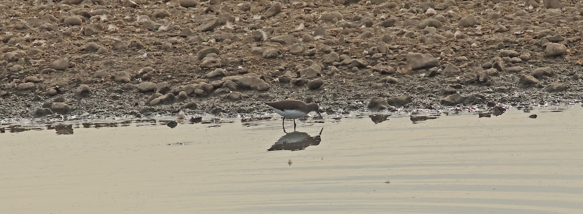 Green Sandpiper - ML642053462