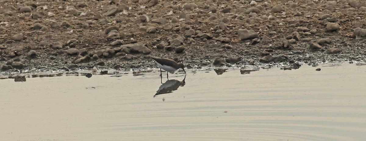 Green Sandpiper - ML642053463