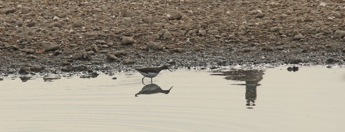 Green Sandpiper - ML642053464