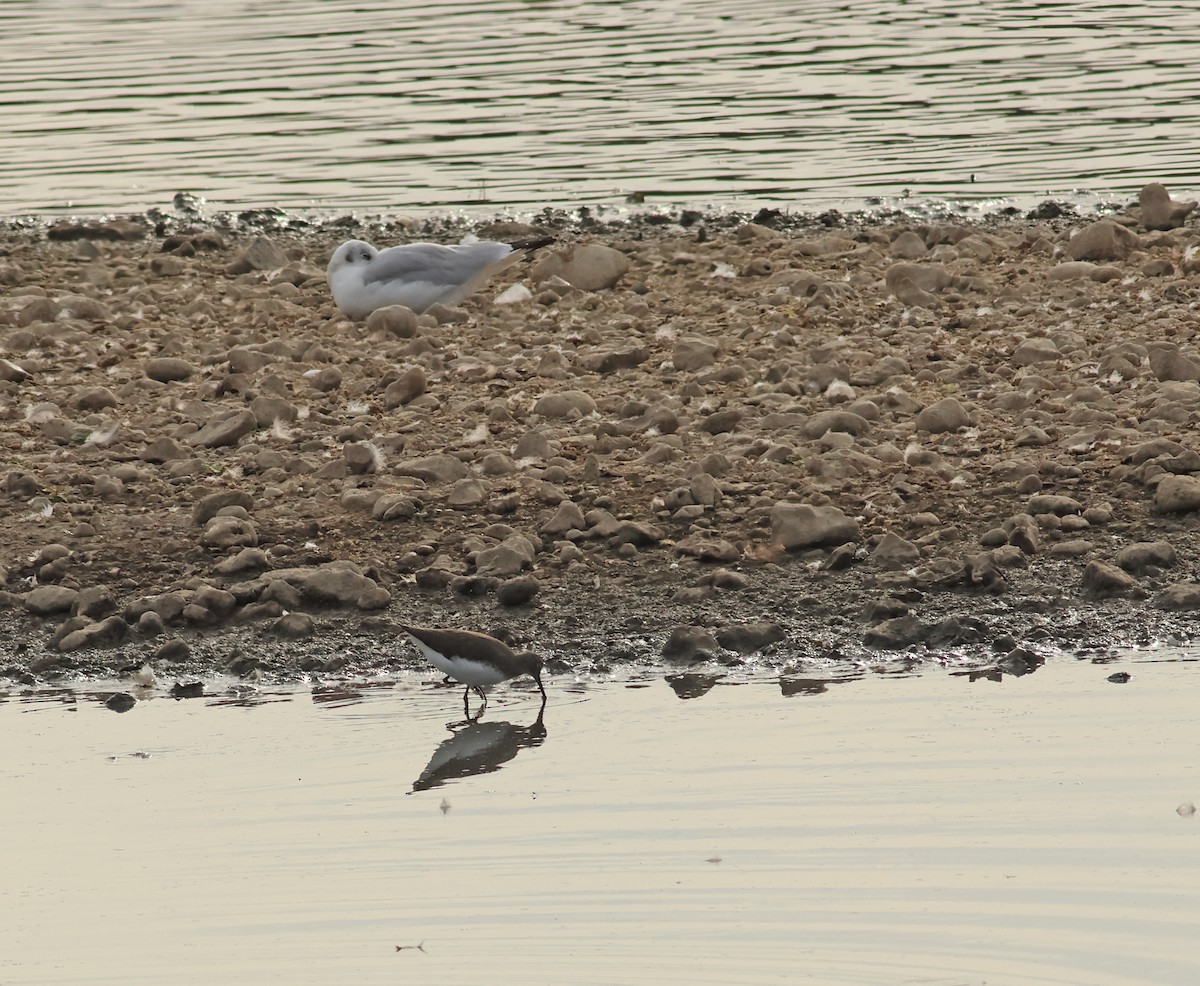 Green Sandpiper - ML642053465