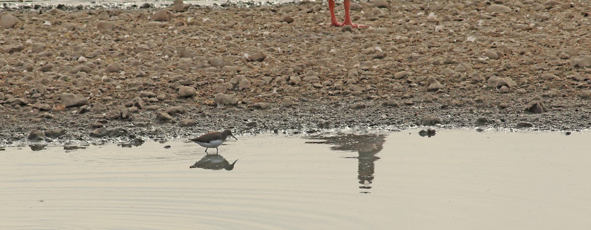 Green Sandpiper - ML642053466