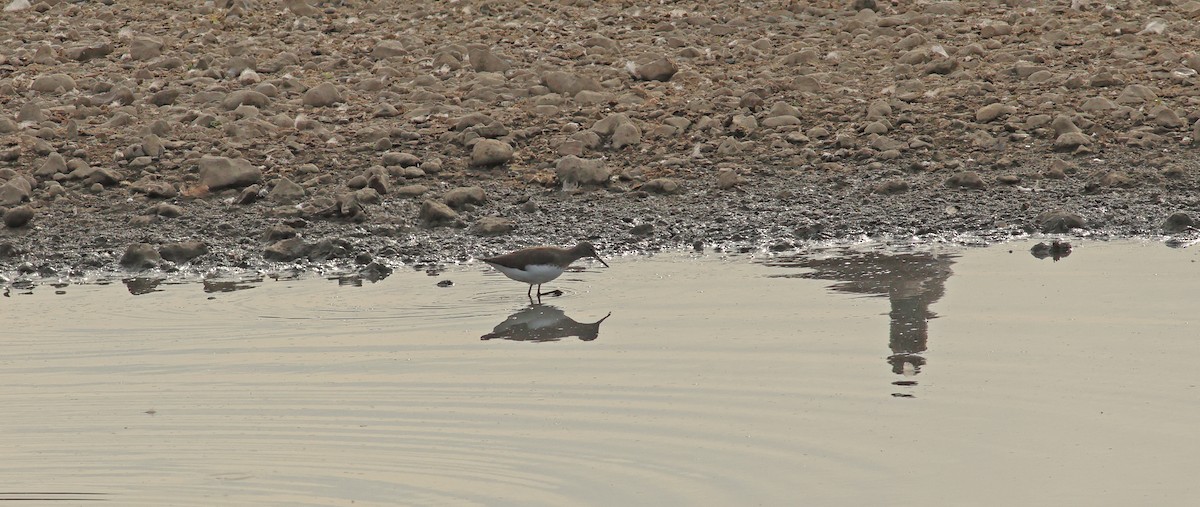 Green Sandpiper - ML642053467