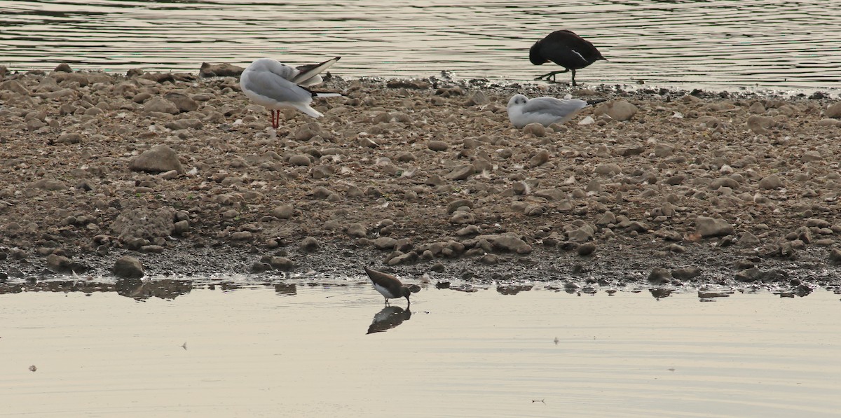 Green Sandpiper - ML642053468