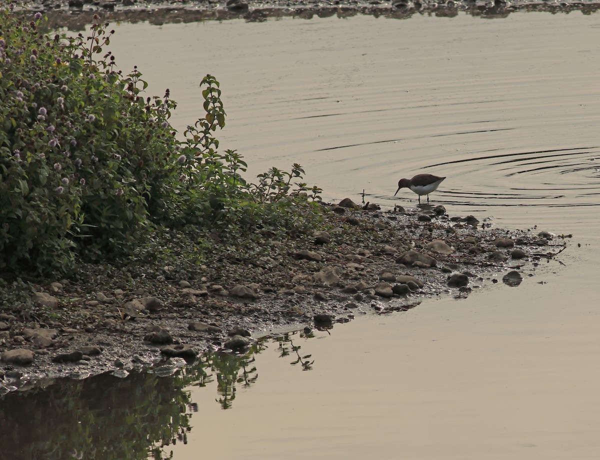 Green Sandpiper - ML642053469