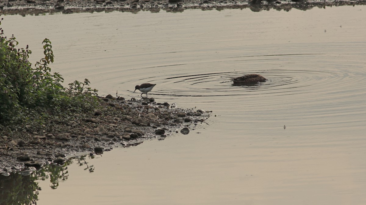 Green Sandpiper - ML642053470