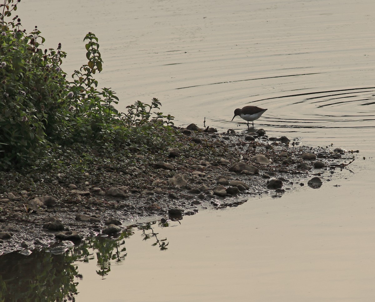 Green Sandpiper - ML642053471