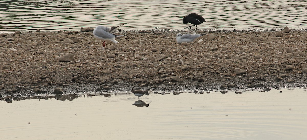 Green Sandpiper - ML642053472