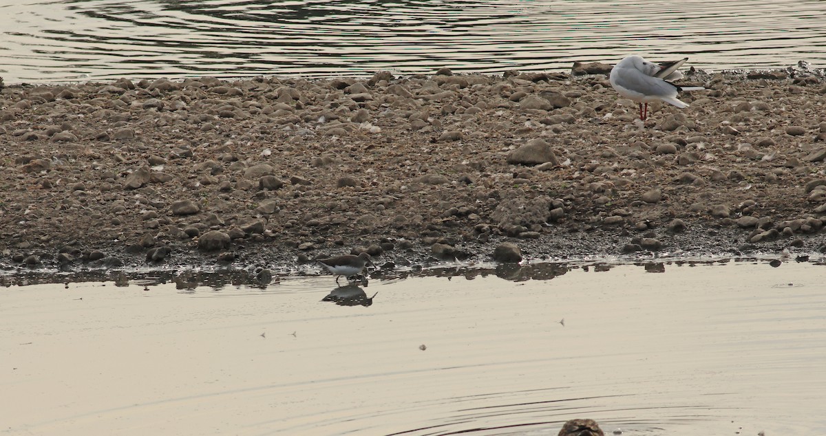 Green Sandpiper - ML642053473