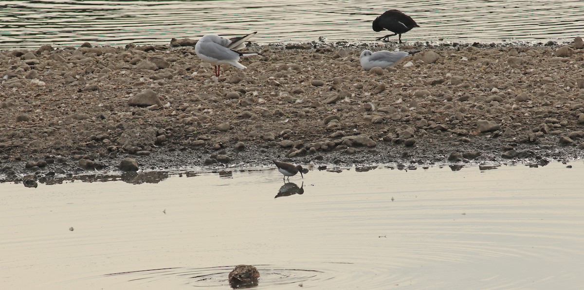 Green Sandpiper - ML642053474