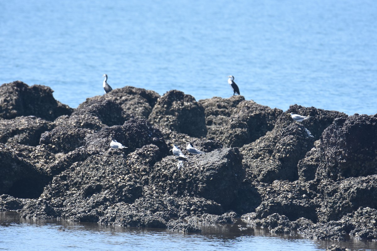 Great Crested Tern - ML642053476