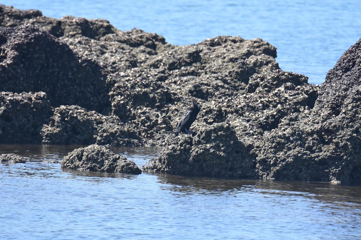 Australasian Darter - ML642053485