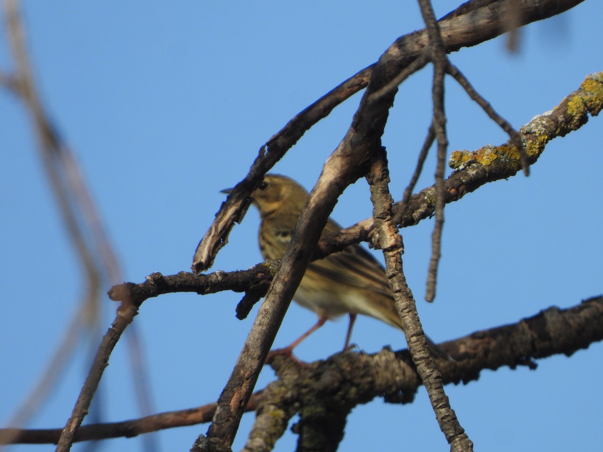 Tree Pipit - ML642053486