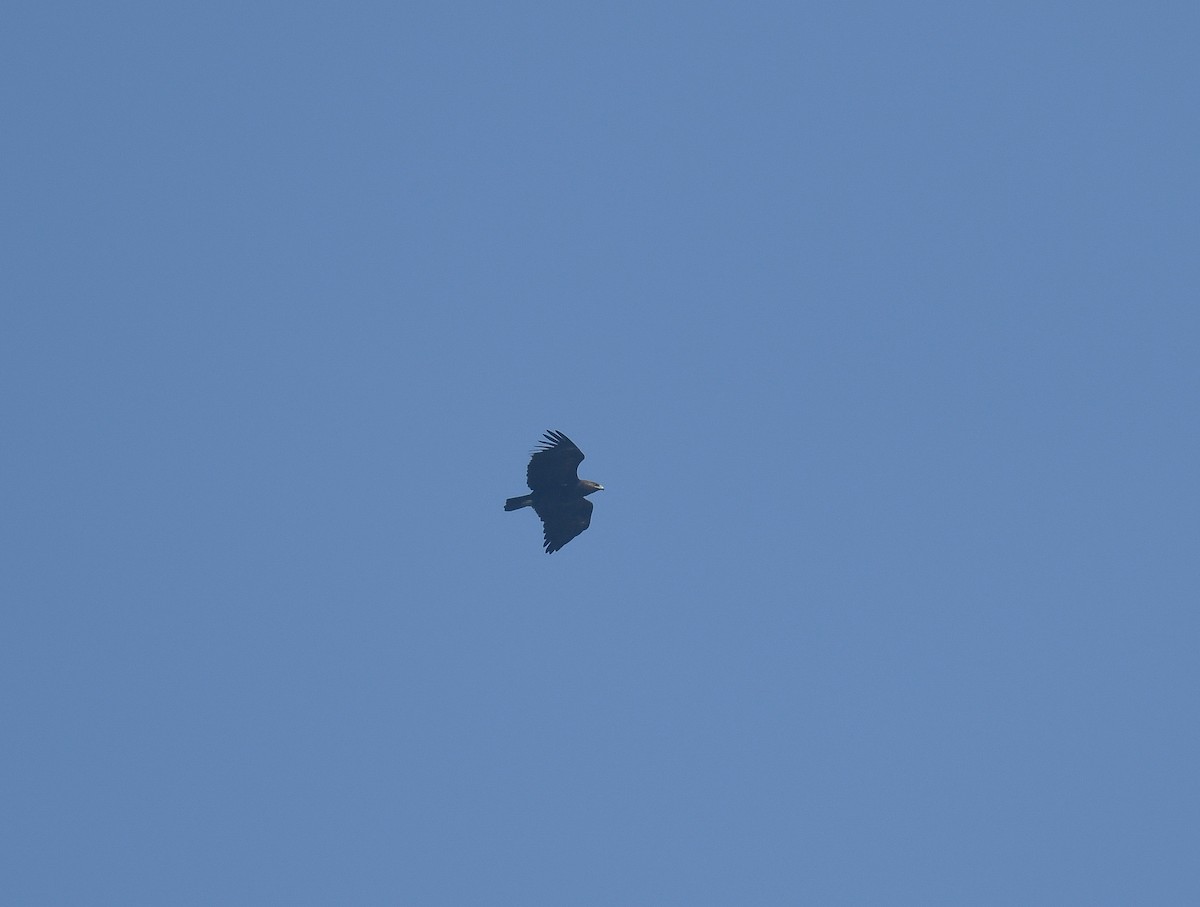 Black Kite - ML642053487