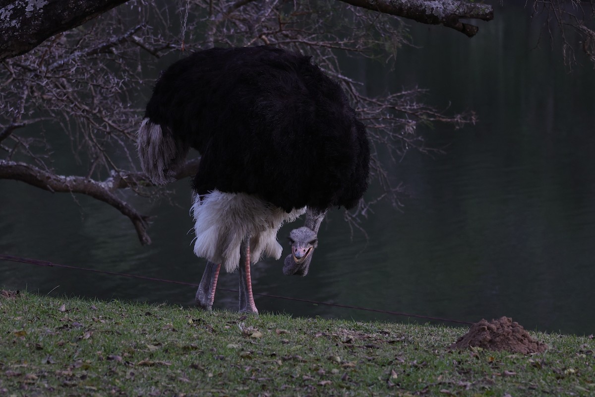 Common Ostrich - ML642053489