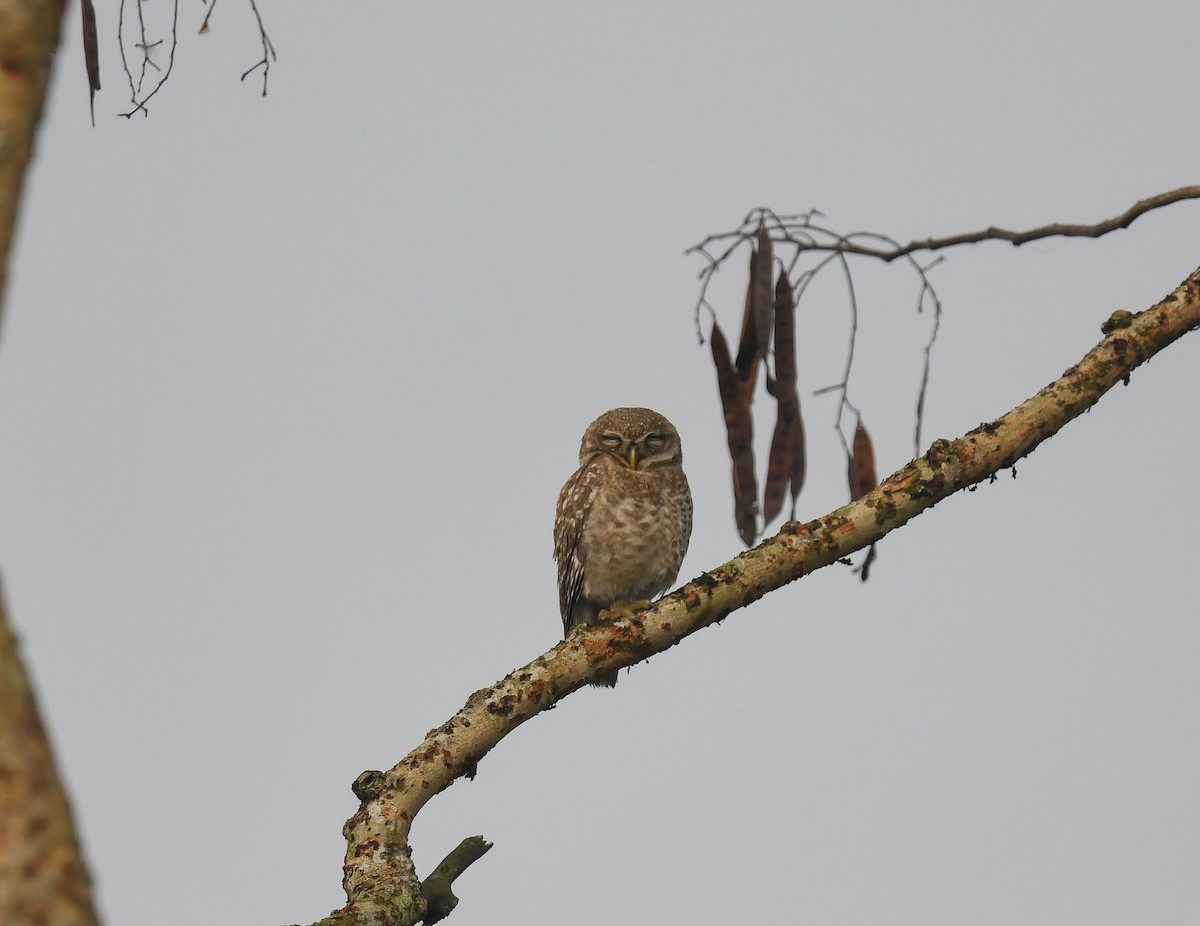 Spotted Owlet - ML642053490