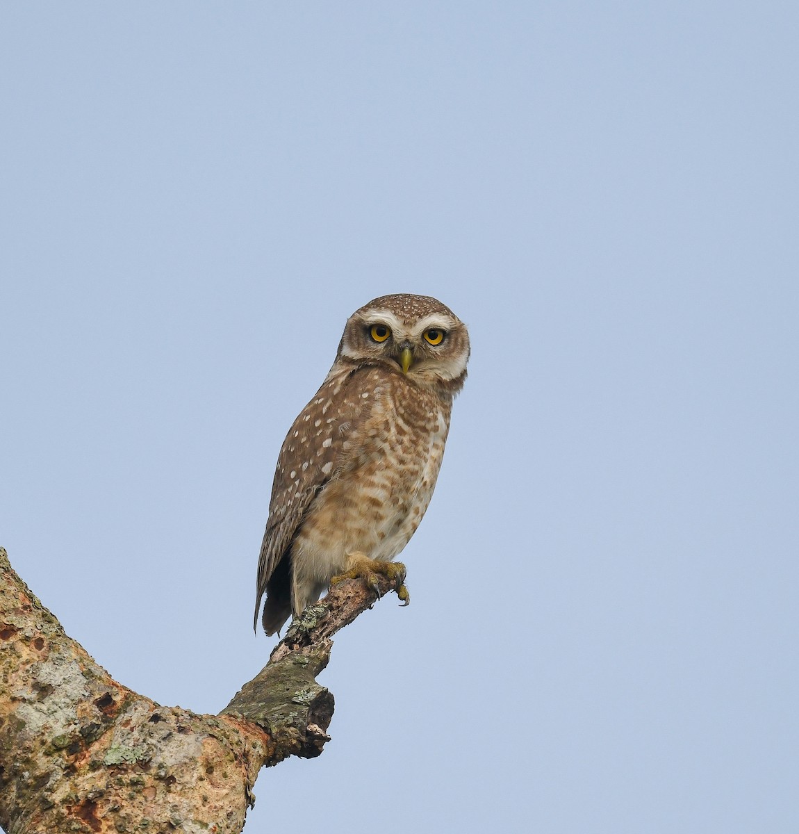 Spotted Owlet - ML642053491