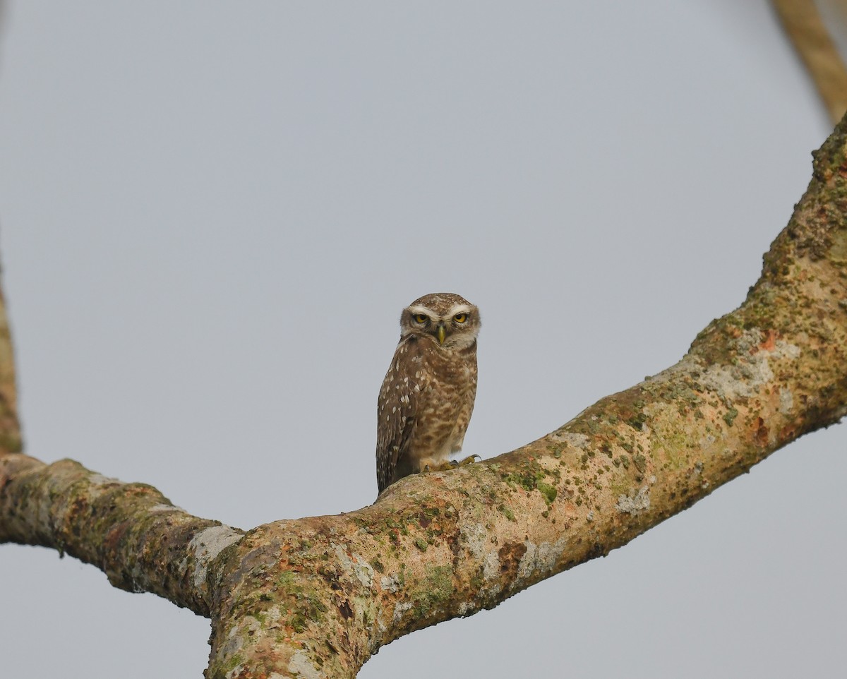Spotted Owlet - ML642053492