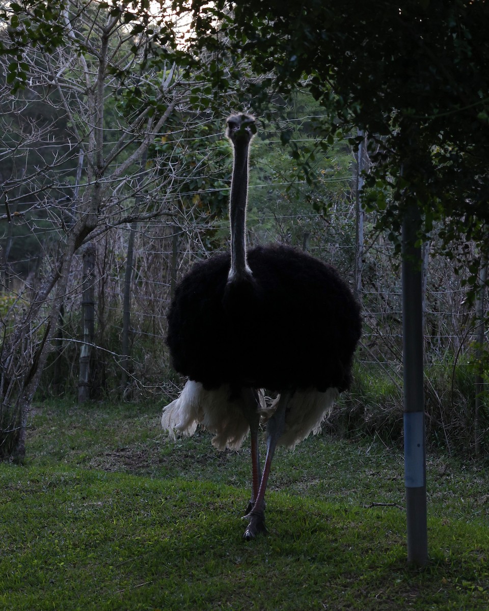 Common Ostrich - ML642053494