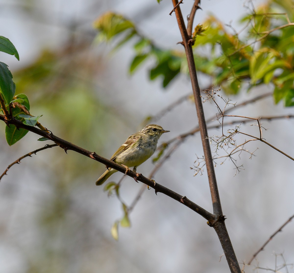 Yellow-browed Warbler - ML642053495