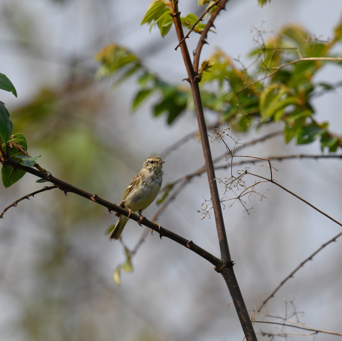 Yellow-browed Warbler - ML642053496
